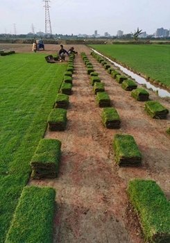 [綠化草卷]平湖草卷批發(fā)